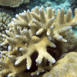 Acropora Coral (Acropora pharaonis) 