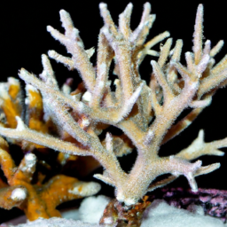 Acropora Coral (Acropora plumosa) 