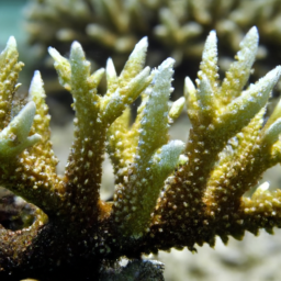 Acropora Coral (Acropora polystoma) 