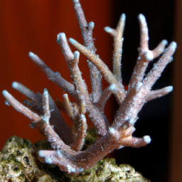 Acropora Coral (Acropora retusa) 