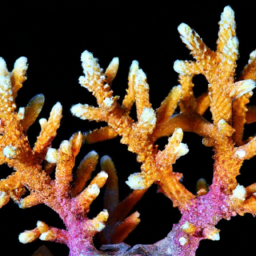 Acropora Coral (Acropora roseni) 