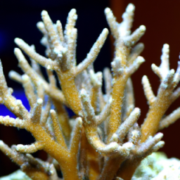 Acropora Coral (Acropora rudis) 