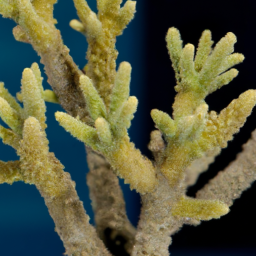 Acropora Coral (Acropora russelli) 