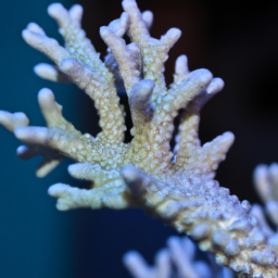 Acropora Coral (Acropora secale) 