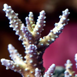 Acropora Coral (Acropora selago) 