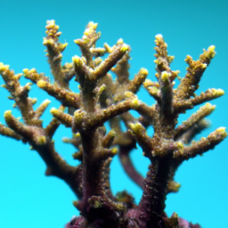 Acropora Coral (Acropora simplex) 