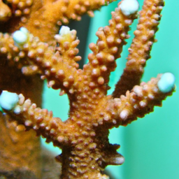 Acropora Coral (Acropora solitaryensis) 