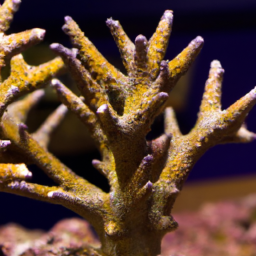 Acropora Coral (Acropora speciosa) 