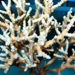 Acropora Coral (Acropora spicifera) 