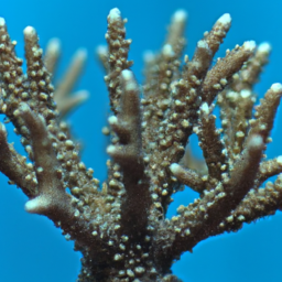 Acropora Coral (Acropora striata) 