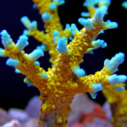 Acropora Coral (Acropora suharsonoi) 