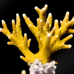 Acropora Coral (Acropora tenella) 