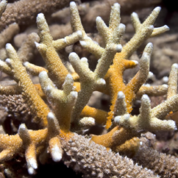 Acropora Coral (Acropora tenuis) 