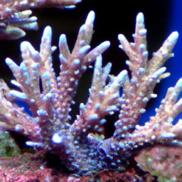 Acropora Coral (Acropora turaki) 