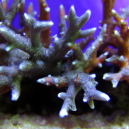 Acropora Coral (Acropora verweyi) 