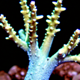 Acropora Coral (Acropora walindii) 