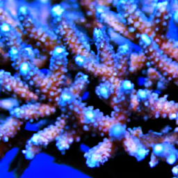 Acropora Coral (Acropora willisae) 