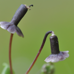 Actinella anaglyptica