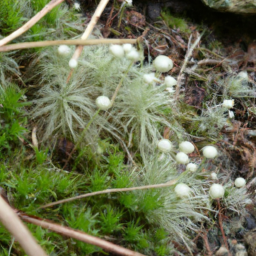 Actinella effugiens