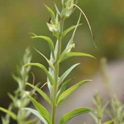 Acuminate Snaketail