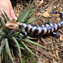 Adelaide Pigmy Blue-tongue Skink