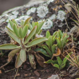 Adelophryne maranguapensis