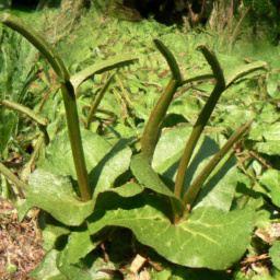 Aders' Duiker