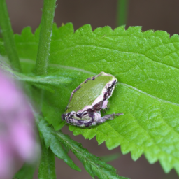 Adler's Mottled Treefrog