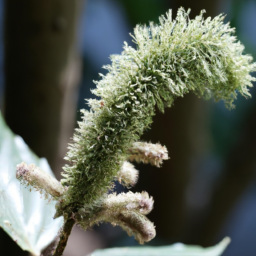 Admiralty Cuscus