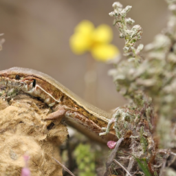 Aeolian Wall Lizard