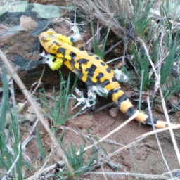 Afghani Mountain Salamander