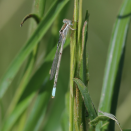 Africallagma cuneistigma