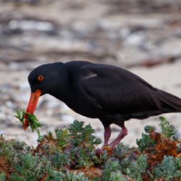 African Black Oystercatcher