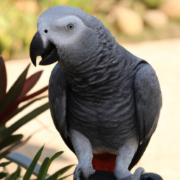 African Gray Parrot