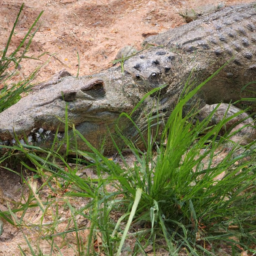 African Slender-snouted Crocodile