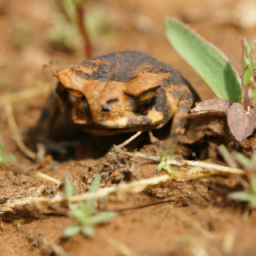 African Viviparous Toad (Nectophrynoides cryptus) 