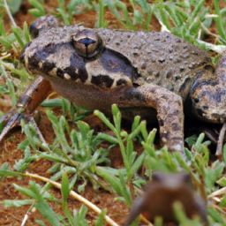 African Viviparous Toad (Nectophrynoides vestergaardi) 