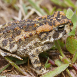 African Viviparous Toad (Nectophrynoides viviparus) 