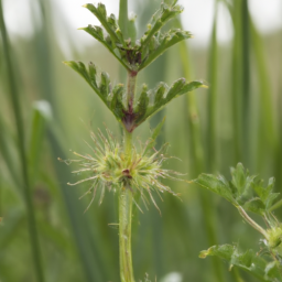 Agabus clypealis