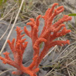 Agassiz's Coral