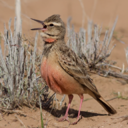 Agulhas Long-billed Lark