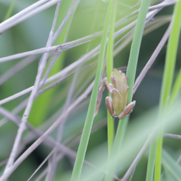 Ahl's Reed Frog