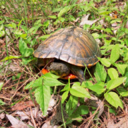 Alabama Red-belly Turtle