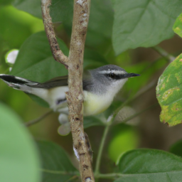 Alagoas Antwren