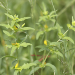 Alagoas Foliage-gleaner