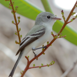 Alagoas Tyrannulet