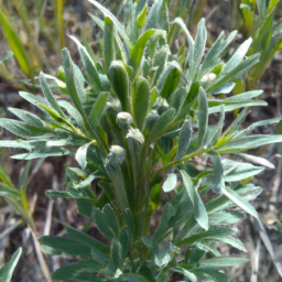 Alamosa Springsnail