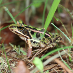 Alban Cochran Frog