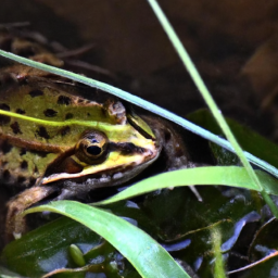 Albanian Water Frog