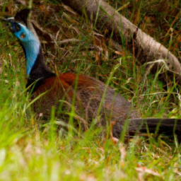 Albert's Lyrebird